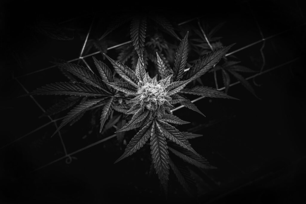 The Dispensary Signature Cannabis Flowers