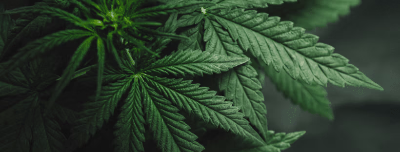 Can You Grow Marijuana In Colorado