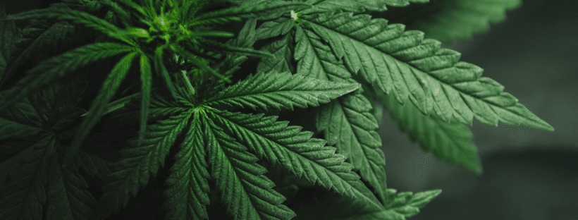 Can You Grow Marijuana In Colorado