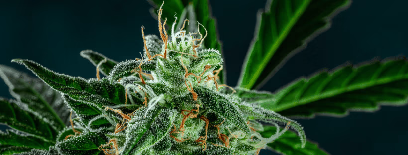 Growing Medical vs. Recreational Marijuana In Colorado
