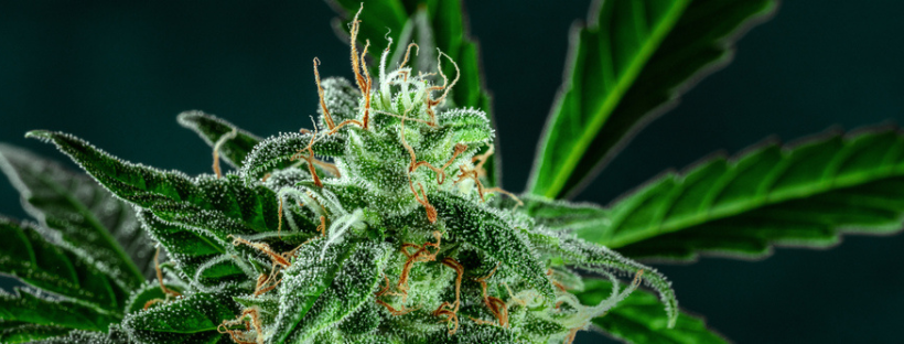 Growing Medical vs. Recreational Marijuana In Colorado