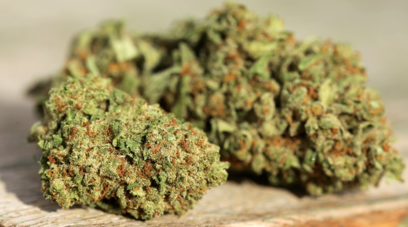 Your Beginner Guide to Marijuana Strains
